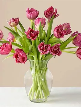 15st ruff pink tulips