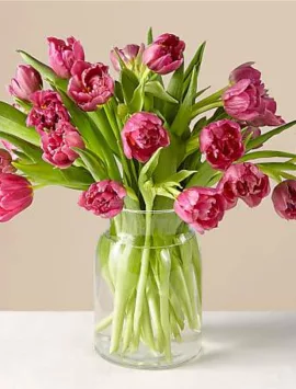 25st ruff pink tulips