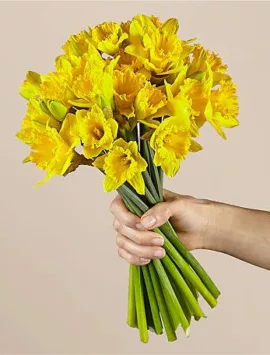 30 Stem Yellow Gorgeous Daffodils No Vase