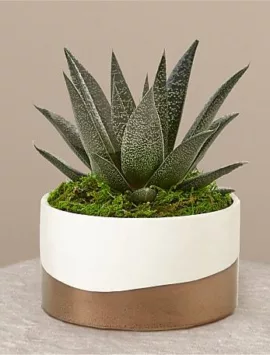 Aloe Flow Plant