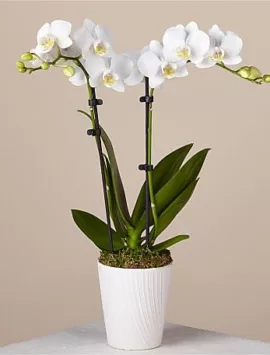 Bliss White Orchid