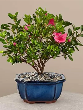 Blooming Azalea Bonsai - 8 inches