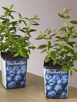 Blueberry Garden Kit