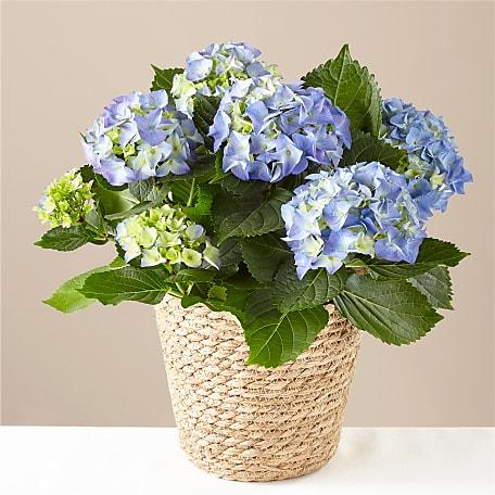Bluebird Hydrangea Plant