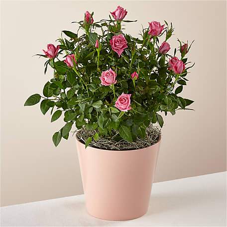Blush Pink Rose Plant