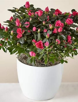 Bold & Bursting Pink Azalea Plant