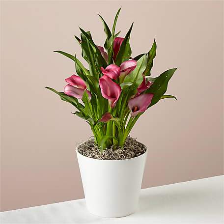 Bold Pink Calla Lily Plant