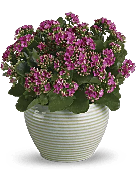 Bountiful Kalanchoe | Mixed Bouquets | Same Day Flower Delivery | Pink | Teleflora
