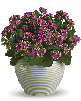 Bountiful Kalanchoe | Mixed Bouquets | Same Day Flower Delivery | Pink | Teleflora