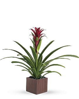 Bromeliad Beauty | Mixed Bouquets | Same Day Flower Delivery | Multi-Colored | Teleflora