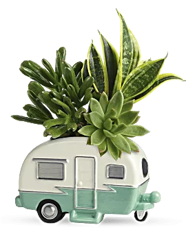 Cool Camper Succulent Garden | Mixed Bouquets | Same Day Flower Delivery | Green | Teleflora