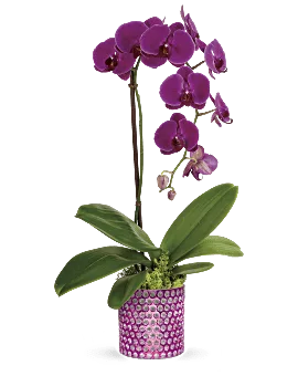 Dazzling Orchid | Orchids | Same Day Flower Delivery | Multi-Colored | Teleflora