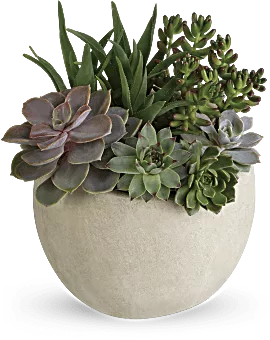 Desert Beauty Succulent Garden | Mixed Bouquets | Same Day Flower Delivery | Green | Teleflora