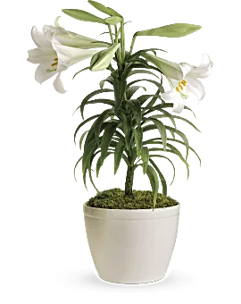 Easter Lily Plant | Mixed Bouquets | Same Day Flower Delivery | White | Teleflora