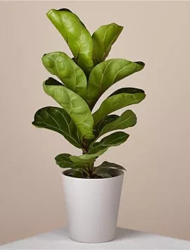 Fiddle Leaf Fig Plant