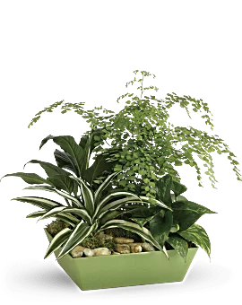 Forever Green Plant Garden | Mixed Bouquets | Same Day Flower Delivery | Teleflora