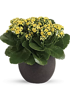 Forever Yellow Kalanchoes | Mixed Bouquets | Same Day Flower Delivery | Teleflora