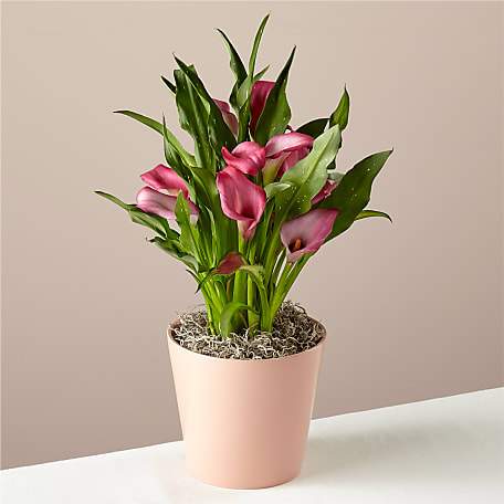 Fresco Pink Calla Lily Plant