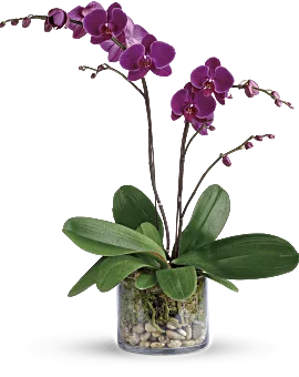 Glorious Gratitude Orchid | Orchids | Same Day Flower Delivery | Purple | Teleflora