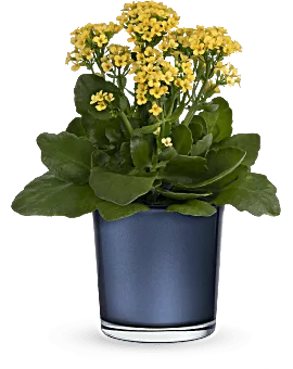 Golden Morning Plant | Mixed Bouquets | Same Day Flower Delivery | Yellow | Teleflora