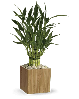Good Luck Bamboo | Mixed Bouquets | Same Day Flower Delivery | White | Teleflora