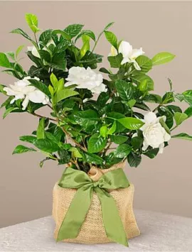 Graceful Gardenia Plant