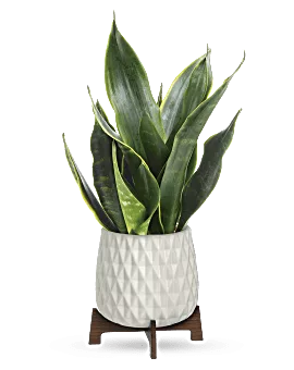 Growing Art Sansevieria Plant | Mixed Bouquets | Same Day Flower Delivery | Multi-Colored | Teleflora