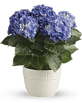 Happy Hydrangea | Hydrangeas | Same Day Flower Delivery | Multi-Colored | Teleflora