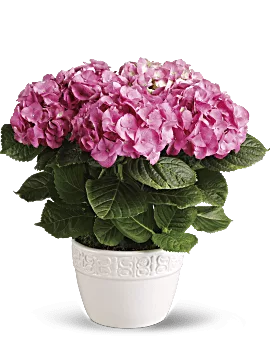 Happy Hydrangea | Hydrangeas | Same Day Flower Delivery | Pink | Teleflora