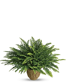 Heartwarming Thoughts Boston Fern | Mixed Bouquets | Same Day Flower Delivery | Green | Teleflora