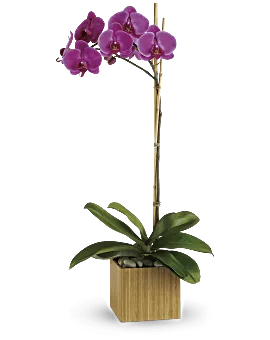 Imperial Purple Orchid | Orchids | Same Day Flower Delivery | Teleflora