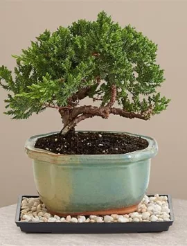 Juniper Bonsai Tree