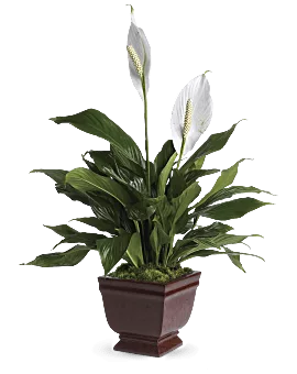 Lovely One Spathiphyllum Plant | Mixed Bouquets | Same Day Flower Delivery | White | Teleflora