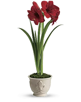 Merry Amaryllis | Mixed Bouquets | Same Day Flower Delivery | Red | Teleflora