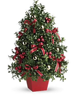 Mini Christmas Tree. Boxwood Tree Tabletop Centerpiece. Same Day Flower Delivery by Teleflora.
