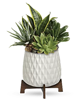 Modern Mood Succulent Garden | Mixed Bouquets | Same Day Flower Delivery | White | Teleflora