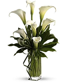 My Fair Lady | Calla Lilies | Same Day Flower Delivery | White | Teleflora