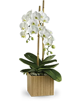 Opulent Orchids | Same Day Flower Delivery | White | Teleflora