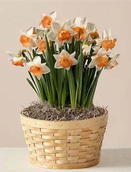 Orange You Glad Daffodil Garden