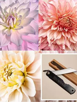 Pink Mix Dahlia Grow Kit + Folding Garden Knife from Plantgem
