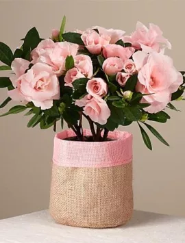 Pink Petals Rosalea Plant