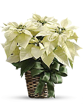 Poinsettia Delivery In White. Flowers for Christmas Delivered By Local Teleflora Florist Same Day.