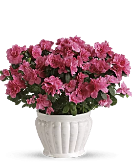 Pretty In Pink Azalea | Mixed Bouquets | Same Day Flower Delivery | Teleflora