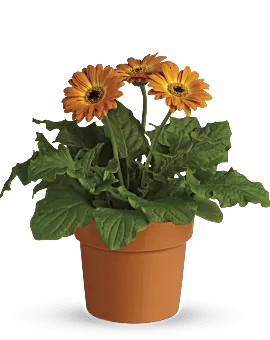 Rainbow Rays Potted Gerbera | Daisies | Same Day Flower Delivery | Orange | Teleflora