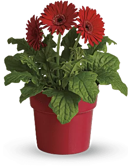 Rainbow Rays Potted Gerbera | Daisies | Same Day Flower Delivery | Red | Teleflora