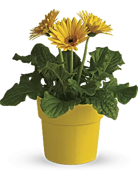 Rainbow Rays Potted Gerbera | Daisies | Same Day Flower Delivery | Yellow | Teleflora