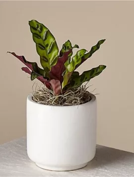 Rattlesnake Plant