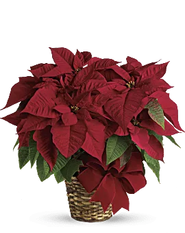 Red Poinsettia Christmas Flower Arrangement Delivered by Local Teleflora Florist Same Day
