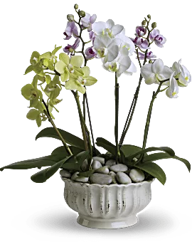 Regal Orchids | Same Day Flower Delivery | White | Teleflora