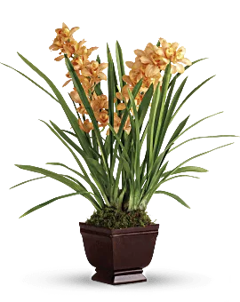 Regally Yours Orchid | Orchids | Same Day Flower Delivery | Orange | Teleflora